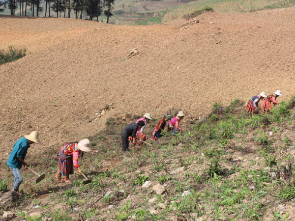 Người dân thôn Sáng Cú Sủ, xã Thèn Phàng (Xín Mần) tiếp tục trồng ngô trên những vùng đất còn bỏ trống.                    Ảnh: VĂN LONG