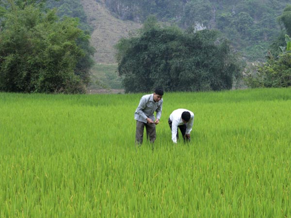 Phong trào thể thao thi đua lập thành tích chào mừng kỷ niệm 30 năm Ngày thành lập huyện Bắc Mê (1984 - 2014). Trong ảnh: Hấp dẫn môn thi bắn nỏ.