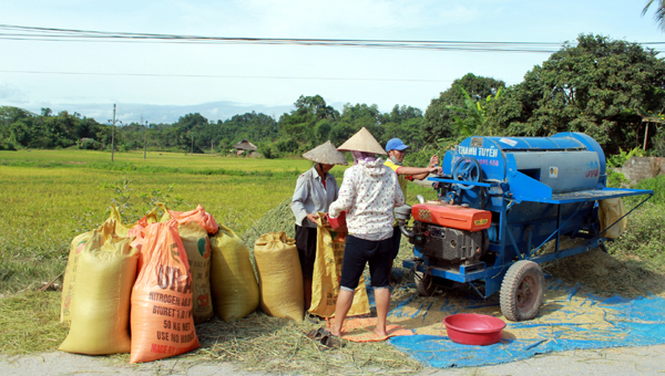 Nông dân xã Tân Trịnh tuốt lúa.