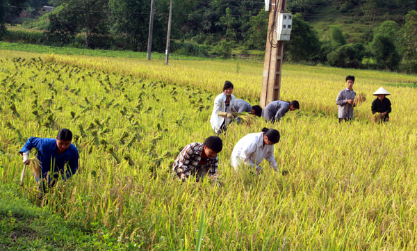 Nông dân xã Bằng Lang thu hoạch lúa vụ Xuân.