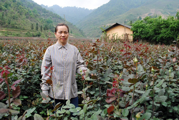 Vườn hoa hồng của chị Lý Thị Sủi ở thôn Xóm Mới, thị trấn Phố Bảng (Đồng Văn).