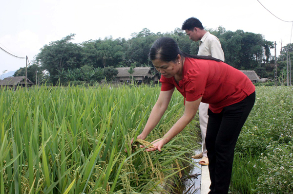 Cán bộ xã Quang Minh kiểm tra lúa tại cánh đồng được dồn điền, đổi thửa thôn Minh Tâm, xã Quang Minh.