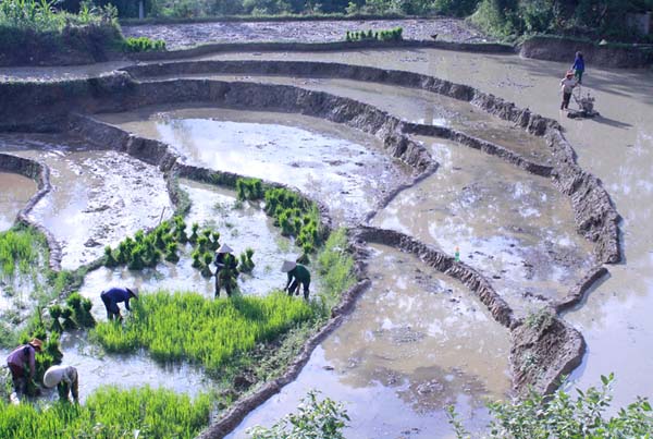 Người dân xã Na Khê (Yên Minh) khẩn trương làm đất và cấy lúa Mùa.