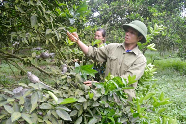 Khởi nghiệp từ đôi bàn tay trắng, đến nay anh Bình đã có tài sản bạc triệu với mô hình vườn-ao-chuồng. Trong ảnh: Anh Bình chăm sóc vườn cam sau thu hoạch.