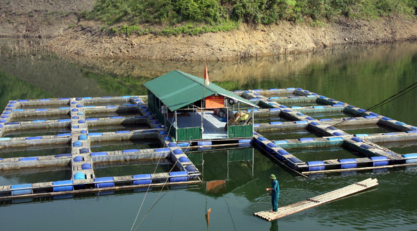 Nhà bè nuôi cá lồng tại lòng hồ Thủy điện Sông Chừng được thiết kế quy mô hiện đại nhằm phát triển nghề NTTS lâu dài, bền vững.