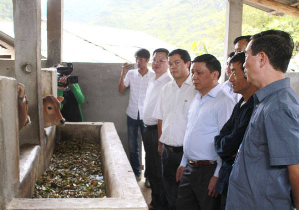 Phó Chủ tịch UBND tỉnh Nguyễn Minh Tiến thăm mô hình nuôi bò nhốt tại xã Sủng Trà.