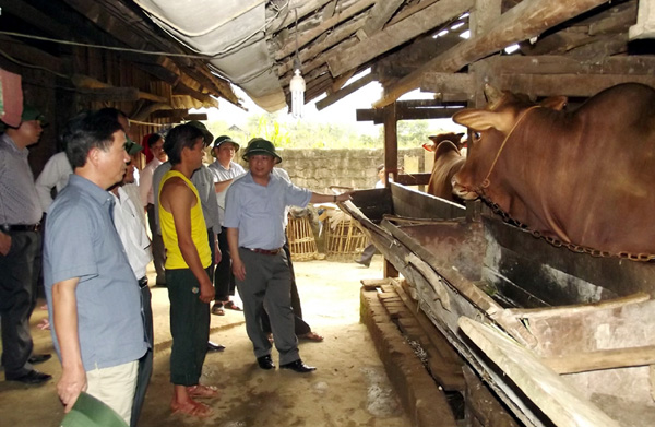 Phó Chủ tịch UBND tỉnh Nguyễn Minh Tiến và đoàn công tác thăm quan mô hình nuôi bò nhốt vỗ béo tại thôn Lùng Cáng, xã Thanh Vân.