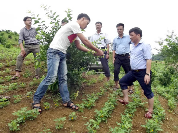 Phó Chủ tịch UBND tỉnh Nguyễn Minh Tiến và đoàn công tác thăm quan mô hình trồng cam tại thôn Hạ, xã Vĩ Thượng.