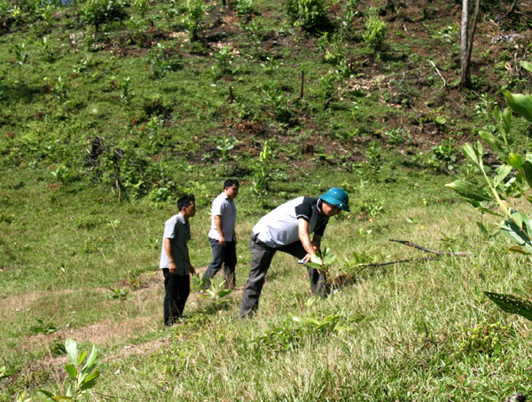 Đoàn công tác BQL rừng phòng hộ kiểm tra rừng trồng tại thôn Bản Lầy, xã Phú Linh.