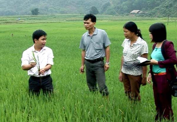 Tri thức trẻ Lê Văn Điệp, xã Đồng Tiến (Bắc Quang) giới thiệu mô hình cánh đồng "5 cùng". Ảnh: Phan Mạnh