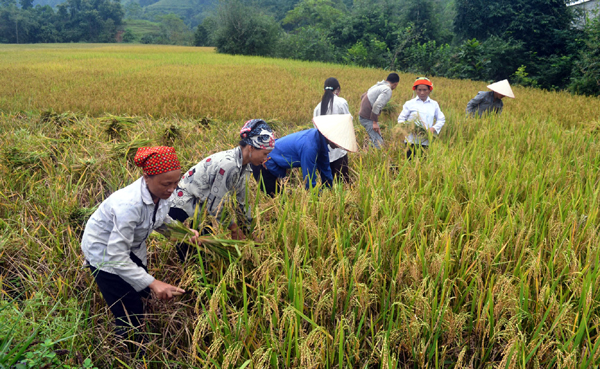 Phụ nữ xã Đồng Tâm (Bắc Quang) giúp nhau thu hoạch lúa Mùa.