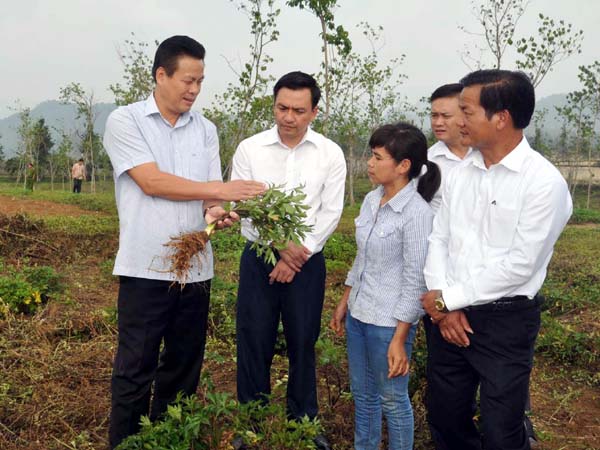 Phó Bí thư Tỉnh ủy, Phó Chủ tịch Thường trực UBND tỉnh Nguyễn Văn kiểm tra cây dược liệu tại Công ty CPTM PTNLN Bình Minh 3. 