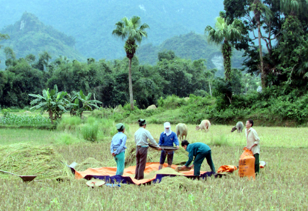 Mô hình trồng lúa TH 3 – 3 đem lại những mùa vàng no ấm cho người dân Ngọc Minh. Trong ảnh: Bà con thôn Bản Xám thu hoạch lúa vụ Mùa.