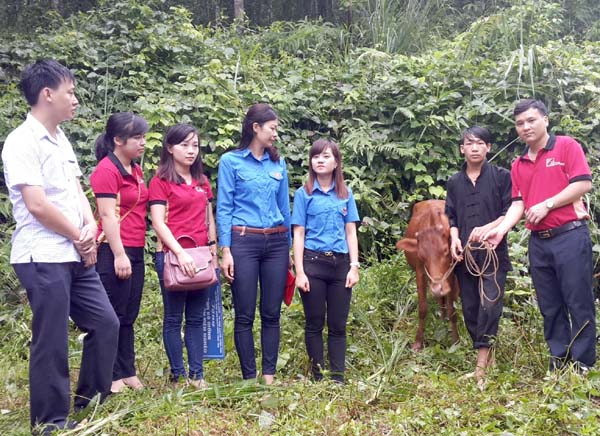 Đoàn thanh niên Agribank Hà Giang và Ban Nội chính Tỉnh ủy, Thành đoàn TPHG trao bò cho ĐVTN Giàng Mí Lềnh, tổ 3 phường Quang Trung.