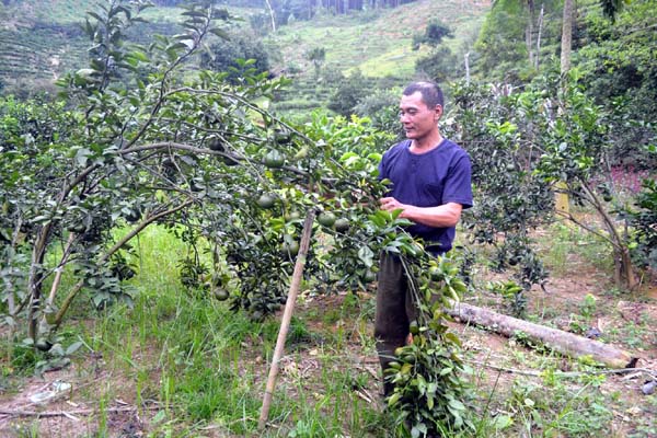 Qua công tác dân vận của TDV thôn Khuổi Nhe (xã Vĩnh Hảo) đã góp phần thúc đẩy kinh tế địa phương phát triển. Trong ảnh: Ông Hoàng Đình Ban chăm sóc vườn cam.