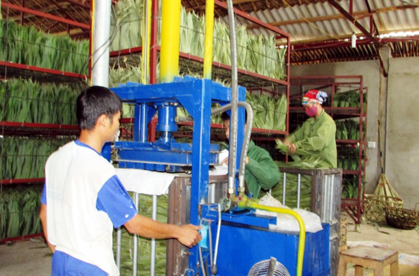 Công nhân vận hành máy sấy hơi ép, làm khô lá giang tại xã cơ sở xã Quang Minh.