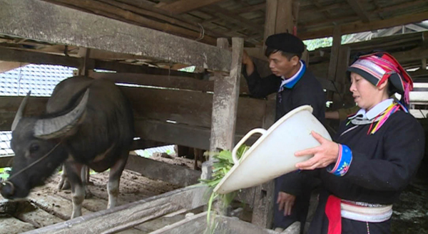 Do tình hình ANTT được đảm bảo, bà con nhân dân thôn Tùng Pàng yên tâm phát triển kinh tế.  Trong ảnh: Vợ chồng chị Phàn Thị Niềm chăm sóc đàn trâu của gia đình.