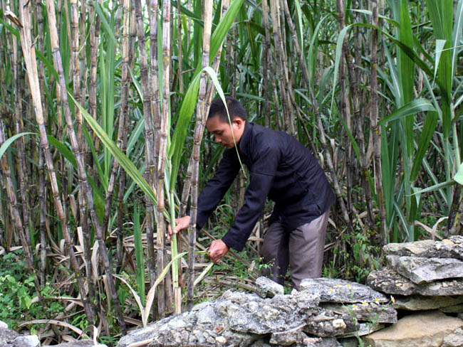 Mô hình trồng mía tại thôn Tân Tiến.