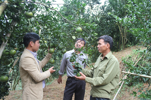 Vườn cam sai trĩu quả của gia đình anh Lưu Thế Long (ngoài cùng bên phải) tại thôn Nghè, xã Hương Sơn sắp được thu hoạch. 