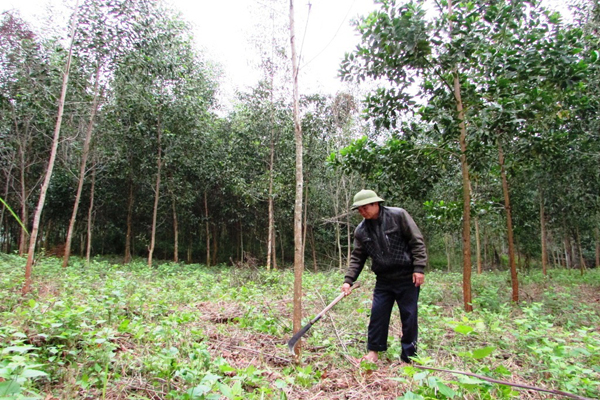 Bác Đỗ chăm sóc đồi keo của gia đình.