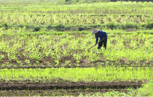 Nhờ sự tuyên truyền của tổ Dân vận mà người dân đã mạnh dạn chuyển đổi cơ cấu cây trồng, thâm canh tăng vụ để nâng cao sản lượng cây trồng.  Trong ảnh: Người dân xã Linh Hồ chăm sóc cây trồng vụ Đông. 	