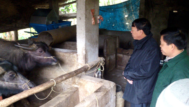Lãnh đạo huyện Yên Minh kiểm tra phòng, chống rét cho gia súc tại xã Đông Minh ngày 26.1.