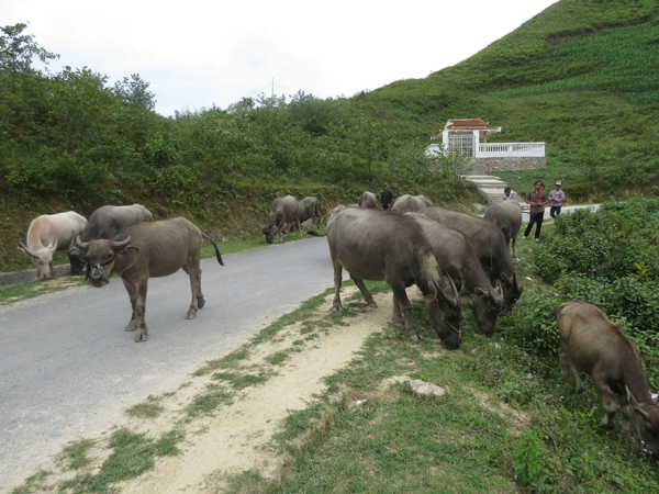 Tổng đàn gia súc, gia cầm của huyện năm 2015 tăng mạnh so với năm 2014 là kết quả đáng ghi nhận của các chương trình, phương án được Phòng Nông nghiệp&PTNT huyện triển khai kịp thời đến người dân.