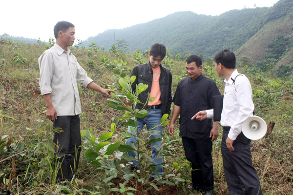 Trồng rừng kinh tế gắn với thâm canh ở Bắc Quang.