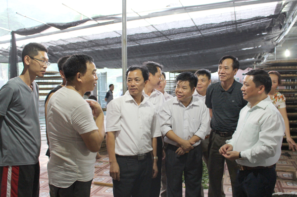 Đồng chí Nguyễn Minh Tiến (ngoài cùng bên phải), Ủy viên BTV Tỉnh ủy, Phó Chủ tịch UBND tỉnh tham quan mô hình sản xuất chè hữu cơ.