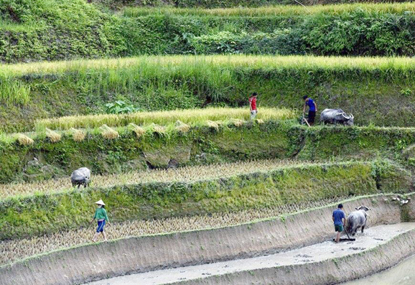 Sản xuất vụ Mùa tại xã Chiến Phố.  
