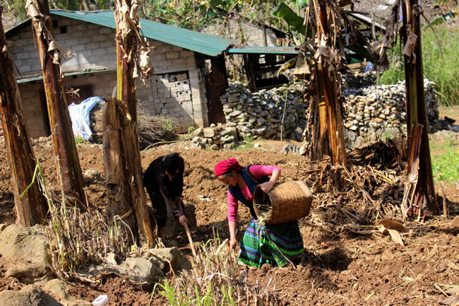 Vợ chồng anh Lầu Mí Sò, thuộc hộ nghèo của thôn đang canh tác trên mảnh đất ít ỏi của gia đình.