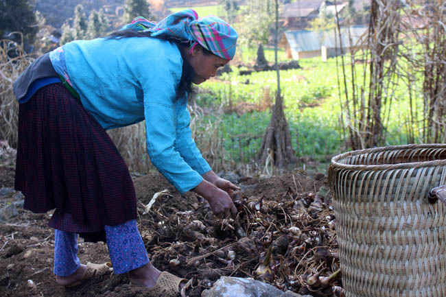 Người dân thôn Séo Sả Lủng thu hoạch dong giềng để chăn nuôi