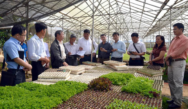 Đoàn công tác trao đổi kinh nghiệm trồng rau tại HTX nông nghiệp Xuân Hương.