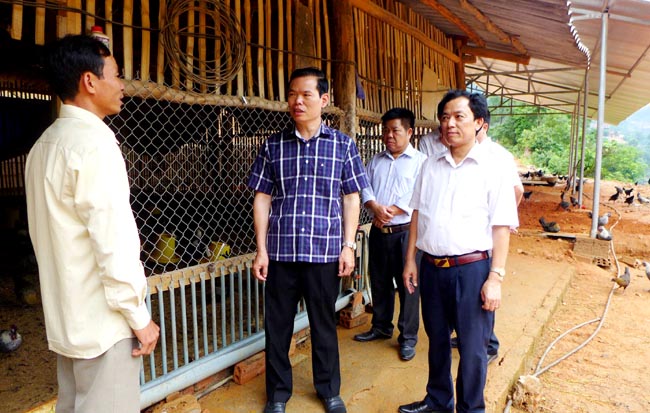 Bí thư Tỉnh ủy Triệu Tài Vinh cùng lãnh đạo huyện Hoàng Su Phì thăm mô hình chăn nuôi gà Xương đen và gà Đông tảo tại thị trấn Vinh Quang của hộ gia đình ông Phan Đinh Tụ.
