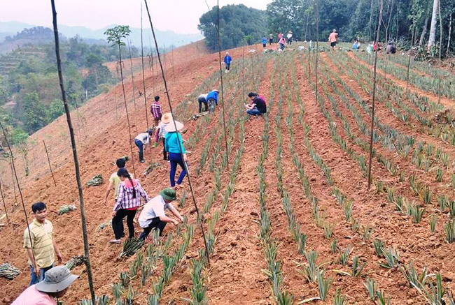 Cán bộ và bà con xã Quang Minh ra quân trồng dứa.