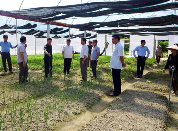 Bí thư Tỉnh ủy Triệu Tài Vinh cùng đoàn công tác kiểm tra tiến độ sản xuất tại mô hình sản xuất rau, hoa trong nhà lưới tại thị trấn Yên Bình (Quang Bình).