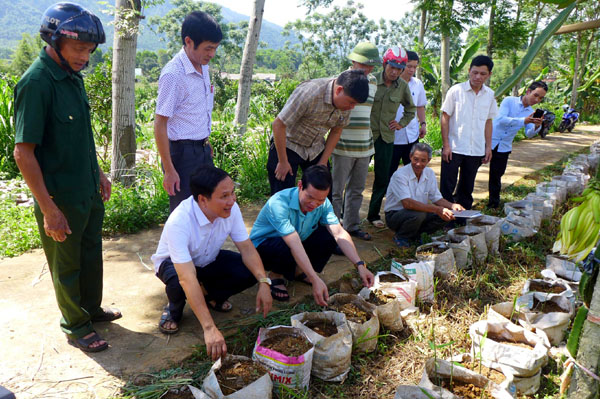 Bí thư Tỉnh ủy Triệu Tài Vinh cùng đoàn công tác kiểm tra tiến độ trồng gừng trong bao của xã viên HTX sản xuất nông lâm nghiệp và dịch vụ thôn Minh Thành, xã Trung Thành (Vị Xuyên)