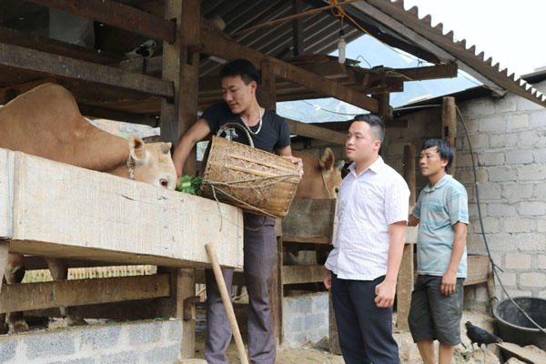 Nhờ nguồn vốn vay Ngân hàng CSXH, đàn bò của hộ anh Mua Mí Mình, ở thôn Đầu Cầu 2, xã Cán Tỷ (Quản Bạ) được đầu tư, ngày một phát triển.