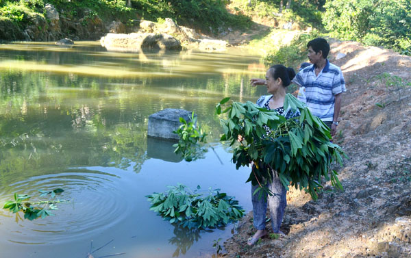 Phát triển chăn nuôi từ nguồn vốn vay Ngân hàng đã giúp gia đình anh Nguyễn Thành Tuyên (xã Việt Vinh) vươn lên thoát nghèo.