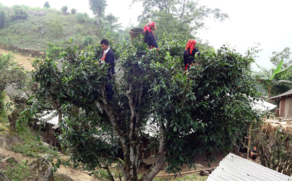 Người dân thôn Chu Thượng thu hái chè Shan tuyết.         