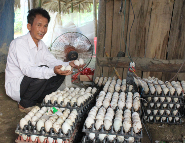 Mô hình DVK phát triển kinh tế, chăn nuôi vịt siêu trứng cho thu nhập hàng trăm triệu đồng của gia đình anh Nguyễn Văn Quân ở thôn Mới, xã Xuân Giang.