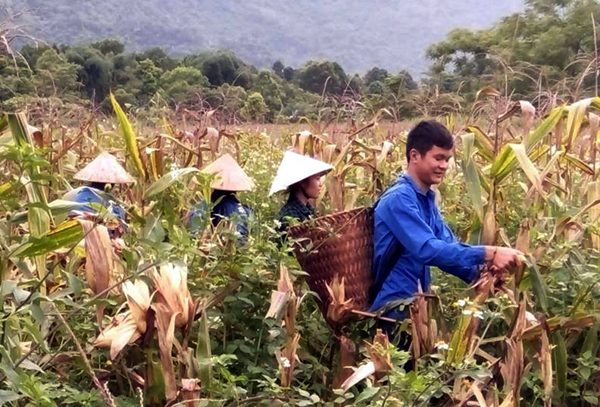 Đoàn xã Phong Quang (Vị Xuyên) giúp các gia đình chính sách, gia đình có công với cách mạng thu hoạch ngô. (Ảnh Huyền Hoàng)