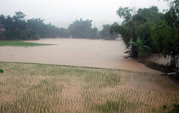 Mưa to làm ngậm úng nhiều diện tích lúa ở xã Phương Thiện, thành phố Hà Giang