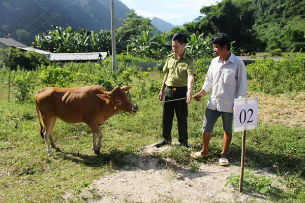 Đại diện lãnh đạo Chi cục Kiểm lâm tỉnh trao bò giống cho các hộ nghèo thôn Tân Sơn.