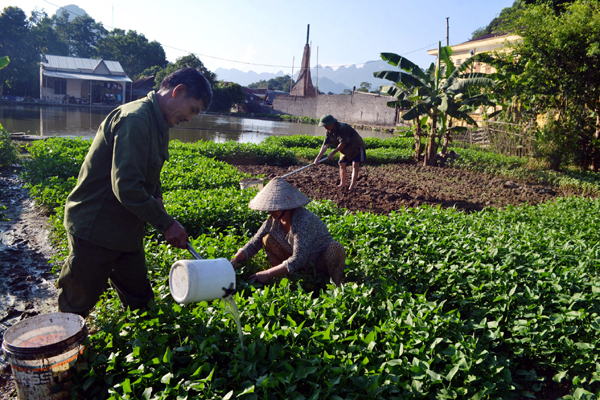Các thành viên HTX Dịch vụ nông nghiệp Minh Khai (TP. Hà Giang) sản xuất rau an toàn.         
