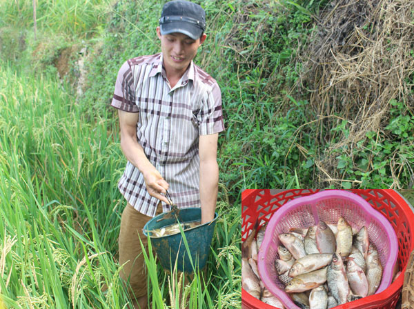 Các món ăn cúng trong ngày Tết Cá và Hội đua cá bắt buộc phải dùng loại cá chép được bắt trong ruộng lúa.