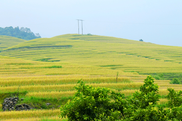 Ruộng bậc thang thôn Nà Thác.