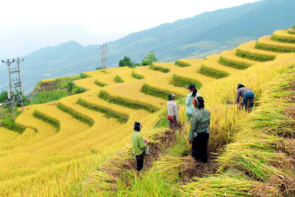 Ruộng bậc thang thôn Lùng Vài.