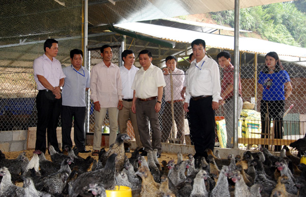 Phó Chủ tịch UBND tỉnh Nguyễn Minh Tiến và lãnh đạo huyện Hoàng Su Phì thăm mô hình nuôi gà đen của gia đình anh Hoàng Văn Tụ.