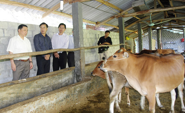 Phó Chủ tịch UBND tỉnh Nguyễn Minh Tiến cùng lãnh đạo huyện Xín Mần thăm mô hình nuôi bò nhốt của gia đình anh Nùng Văn Phong, thôn Táo Thượng, xã Bản Ngò.